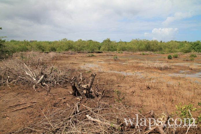 mangrove de guadeloupe