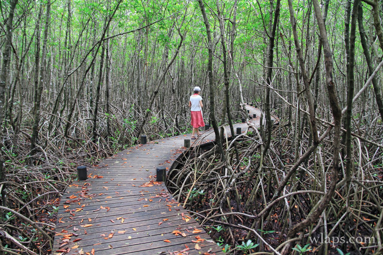 A Quoi Sert Une Guepe Dans L écosystème Pourquoi faut il découvrir la mangrove de Guadeloupe