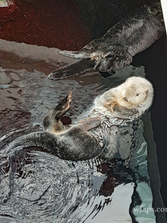 Oceanarium de Lisbonne