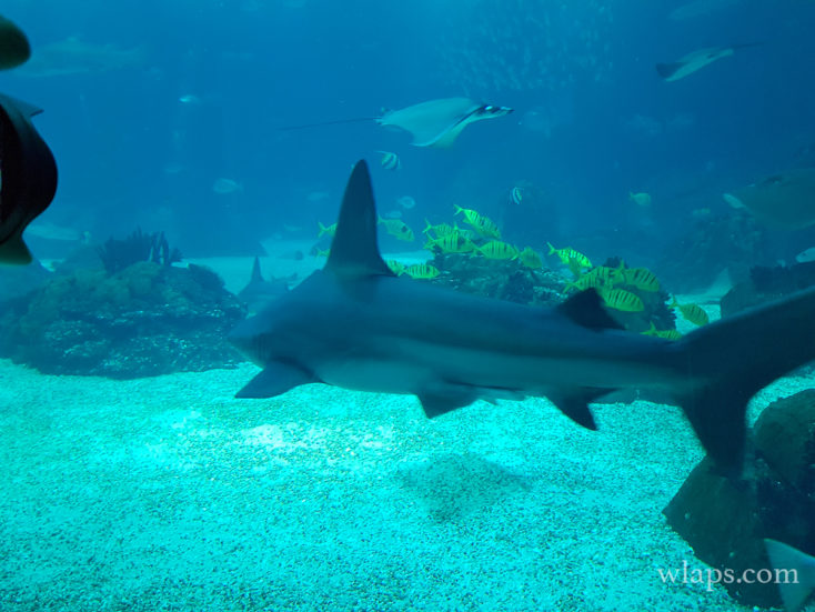 Oceanarium de Lisbonne