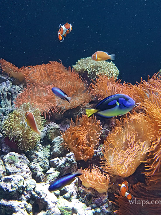 Oceanarium de Lisbonne