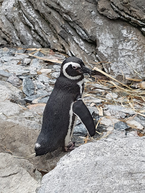 Oceanarium de Lisbonne