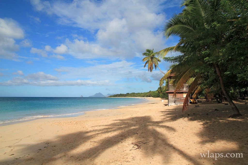 Grande Anse des Salines la plage la plus belle de Martinique Wlaps