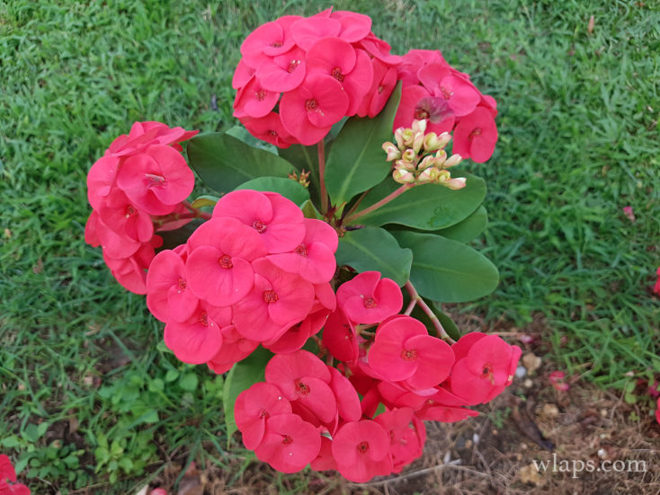 fleur-epines-du-christ-marie-galante