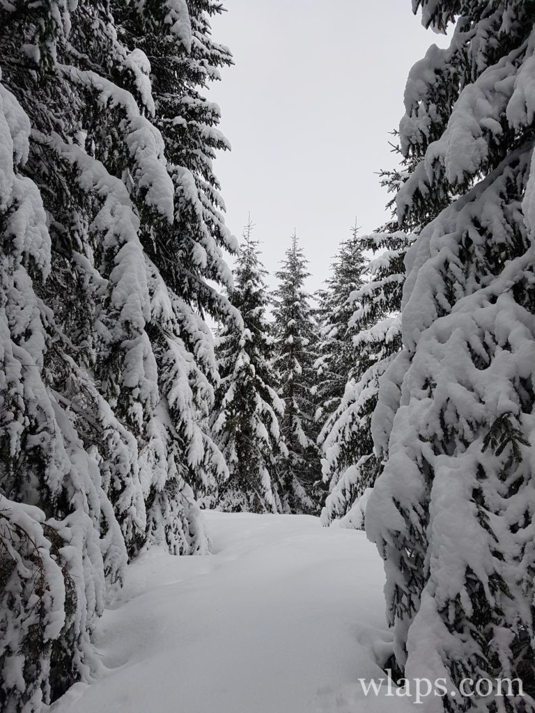 Un paysage lors de notre randonnée en raquettes à neige dans le PNR d'Aubrac