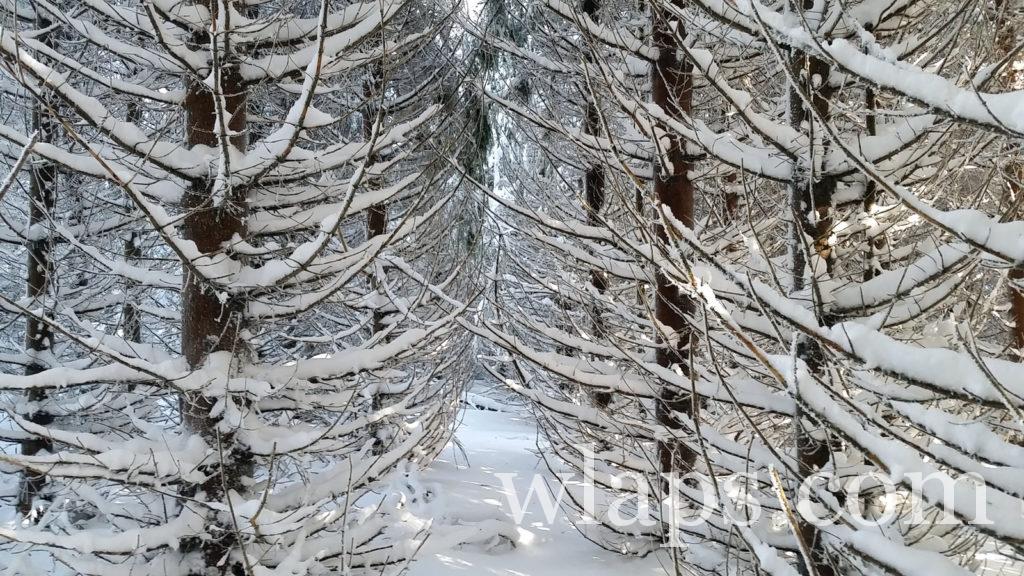 Un paysage lors de notre randonnée en raquettes à neige dans le PNR d'Aubrac