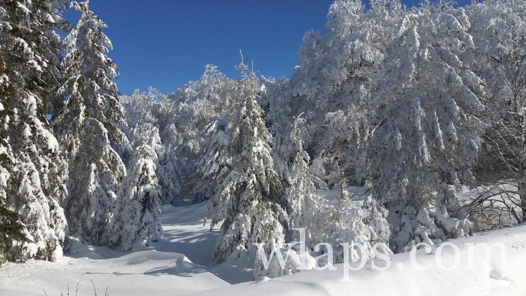 Un paysage lors de notre randonnée en raquettes à neige dans le PNR d'Aubrac