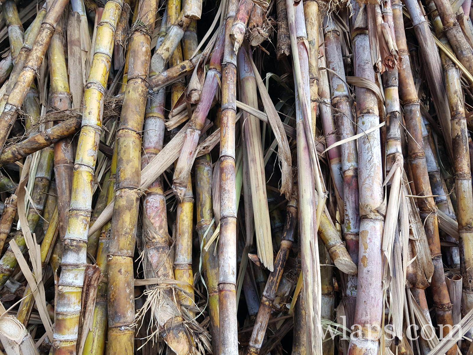 Canne à sucre fraiche amenée en souvenir de Marie Galante