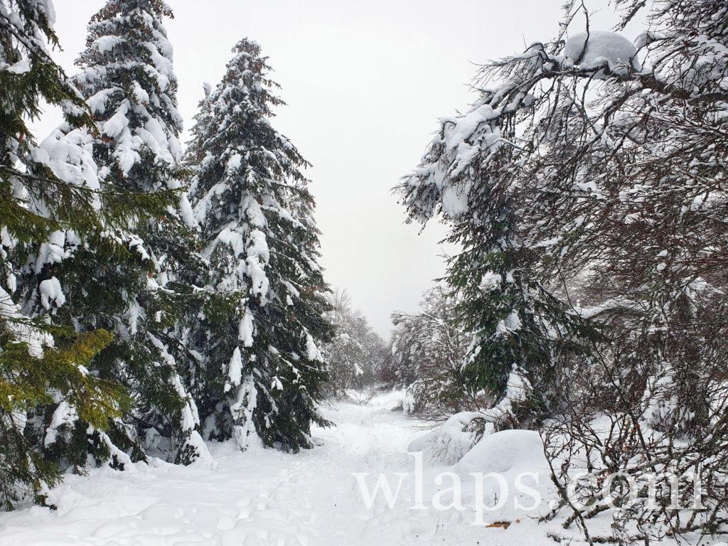 Un paysage lors de notre randonnée en raquettes à neige dans le PNR d'Aubrac