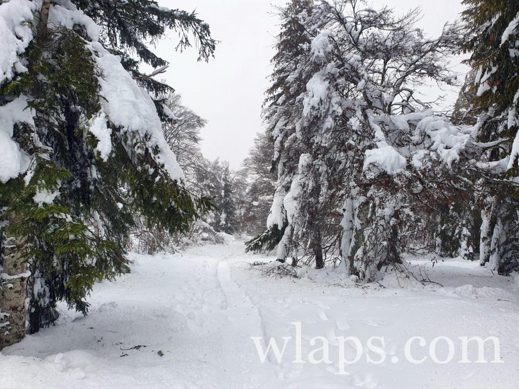 Un paysage lors de notre randonnée en raquettes à neige dans le PNR d'Aubrac