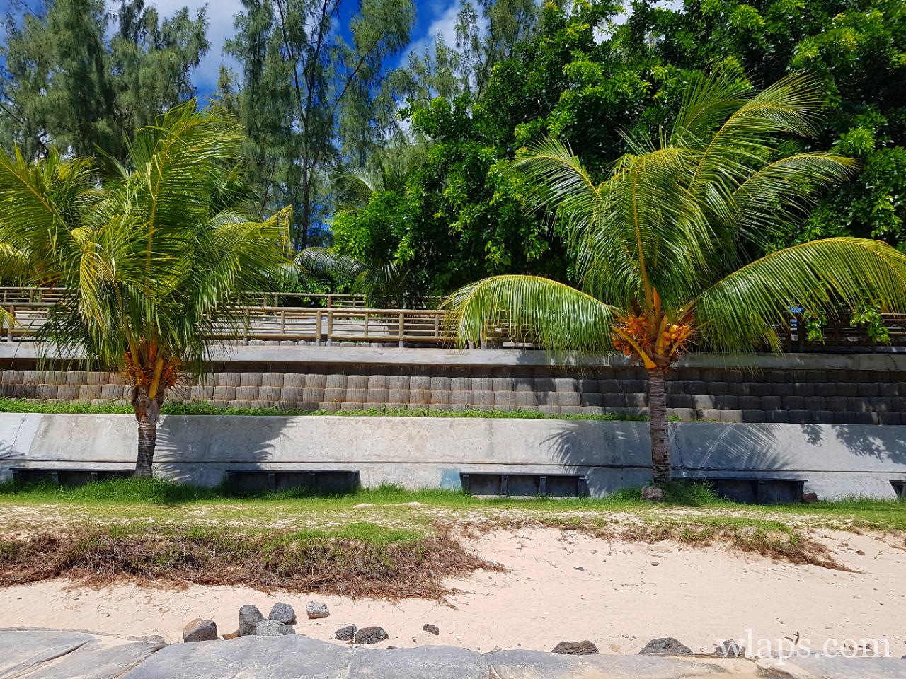 cocotiers à La plage de Bains Bœufs à l'île Maurice