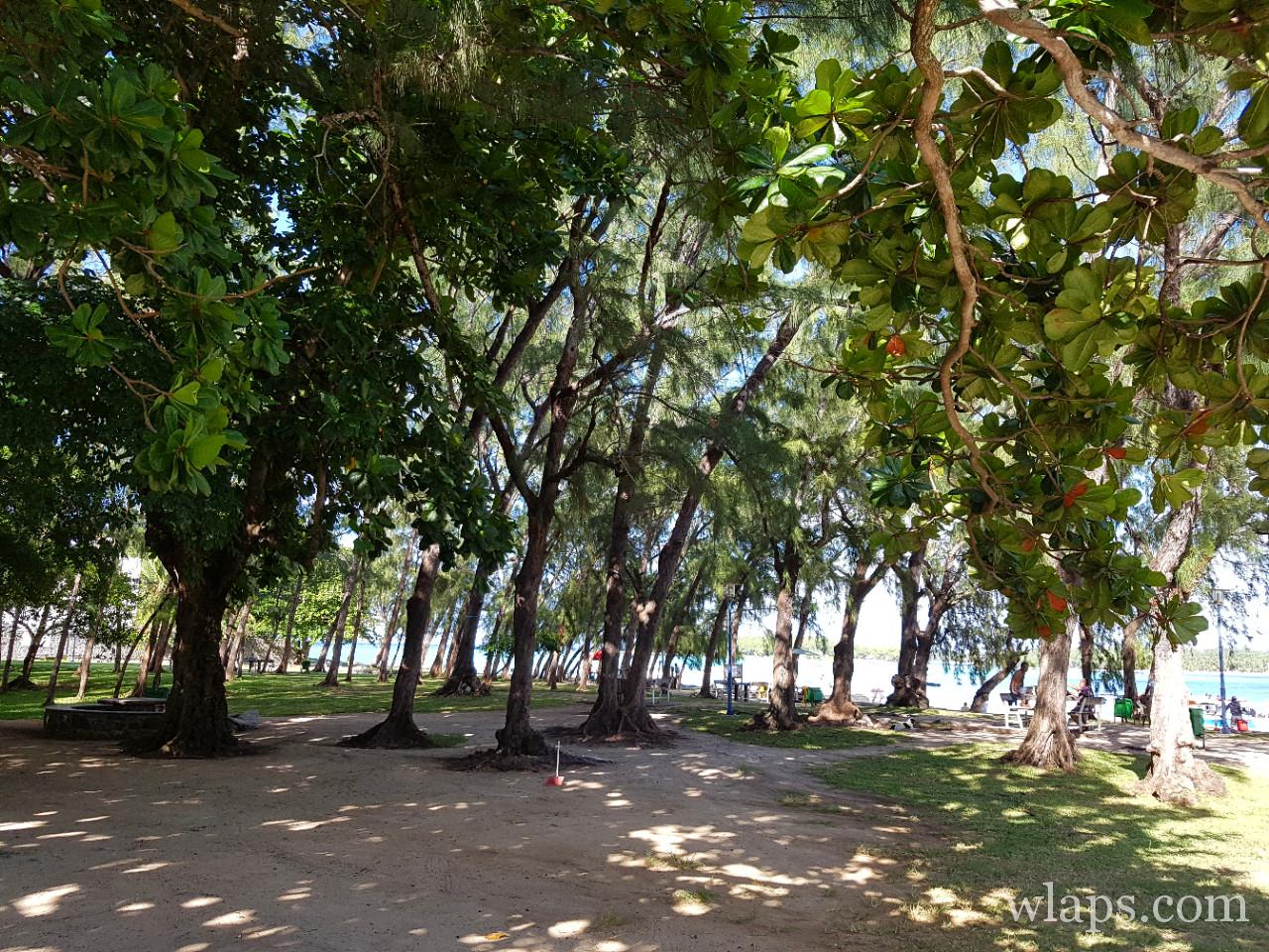 arbres à La plage de Blue Bay à l'île Maurice