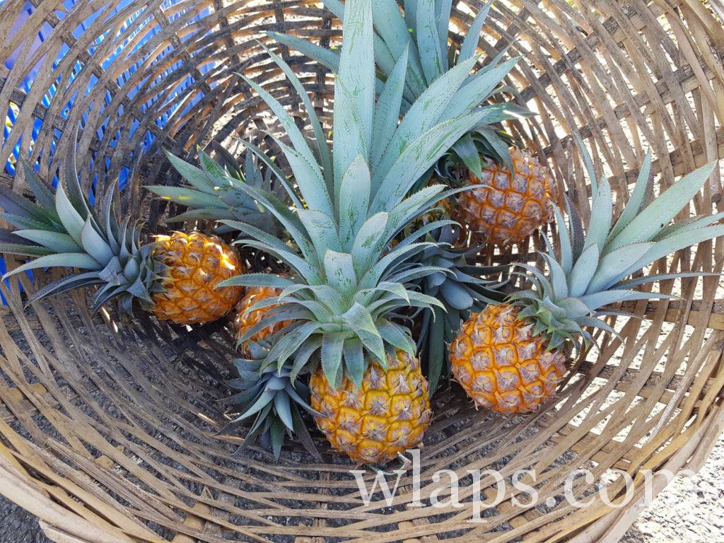ananas boule d'or à venir découvrir en guadeloupe
