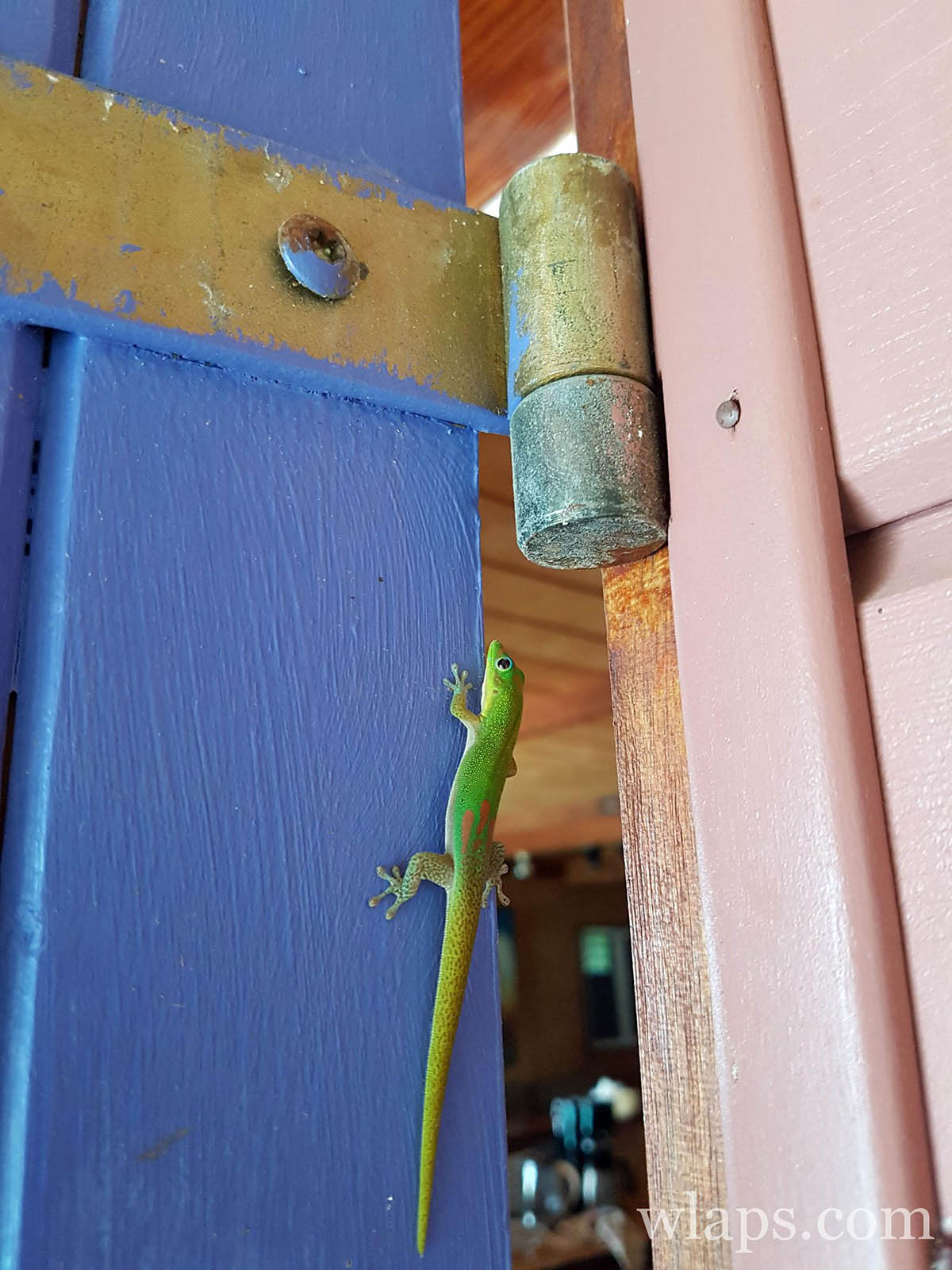 Lézard anoli à la Réunion