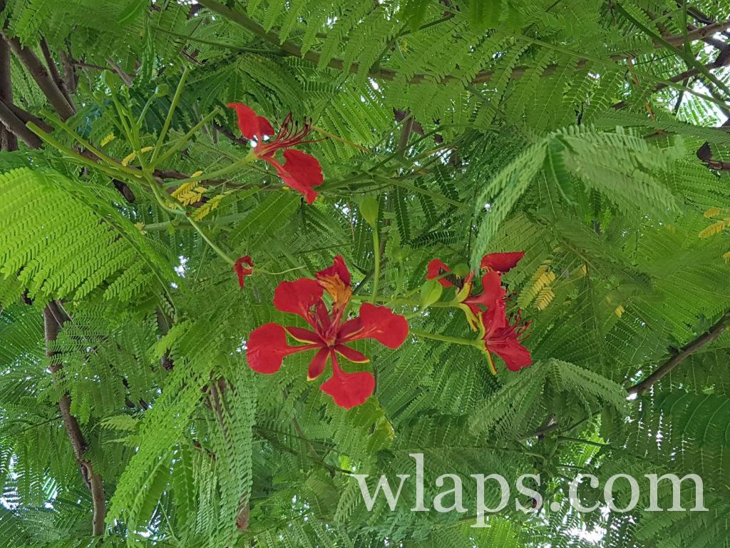 flamboyant en fleur a venir admirer en guadeloupe en été