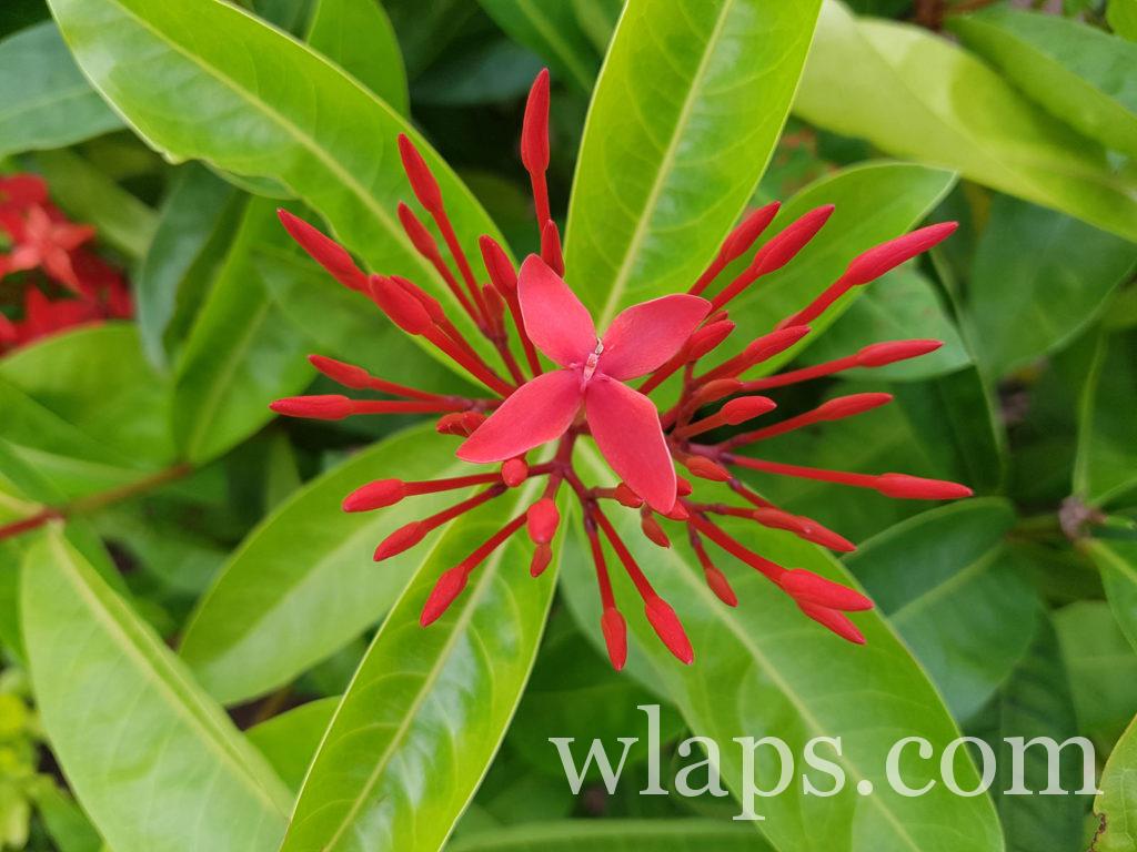 La flore sur l'ile de La Réunion