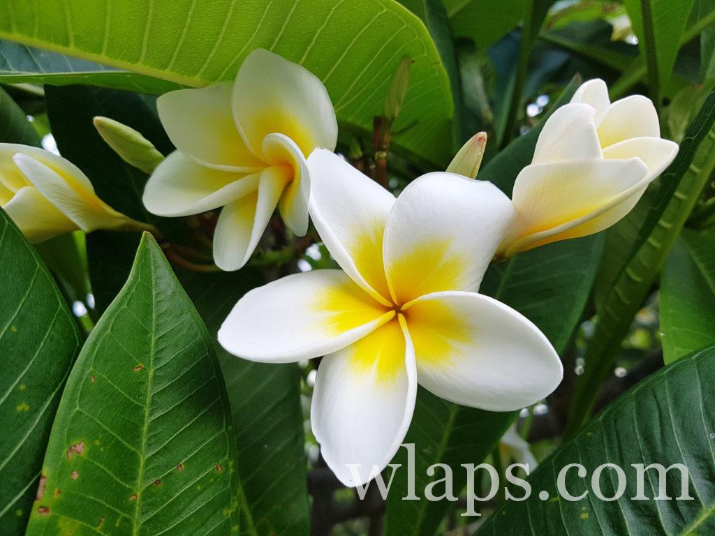 fleurs de frangipaniers à la réunion