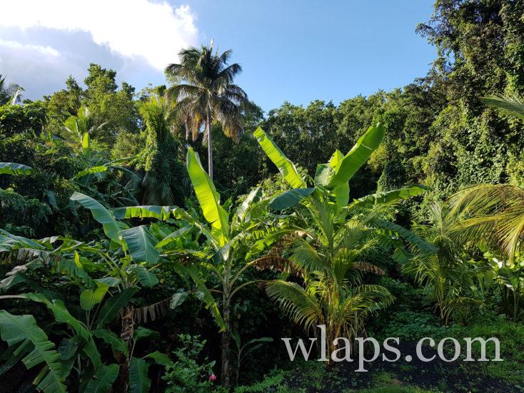 lever de soleil sur la foret de guadeloupe