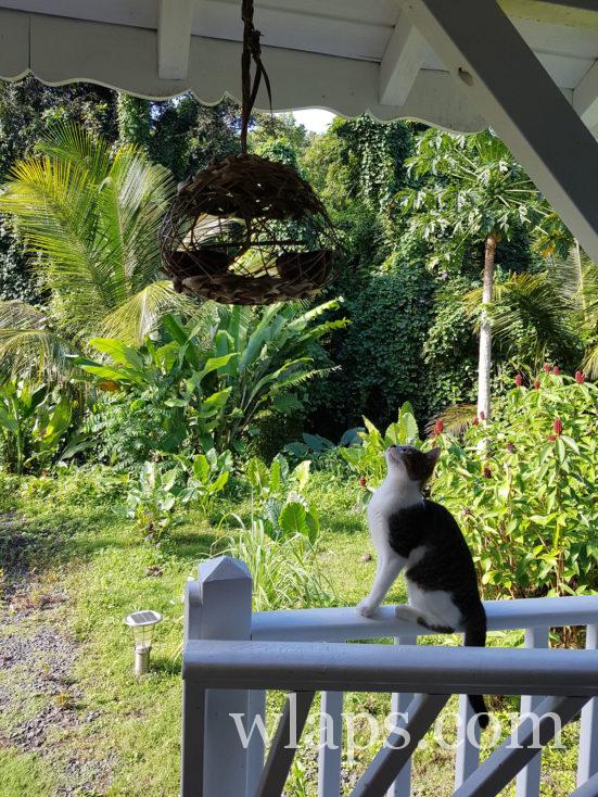 lever de soleil avec le chat en guadeloupe