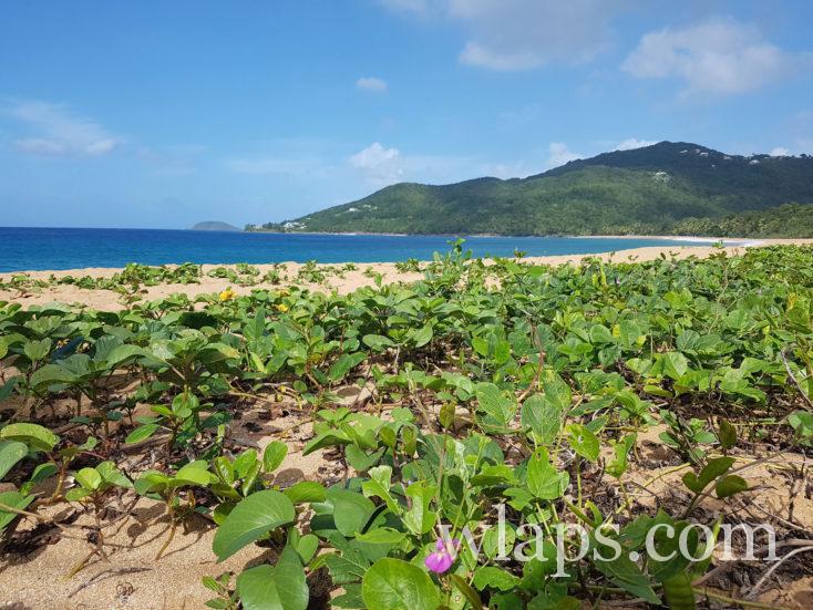 Plage de la Perle en Guadeloupe
