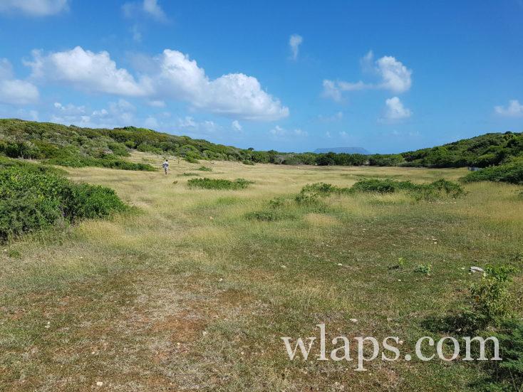 Savane à mulet en Guadeloupe