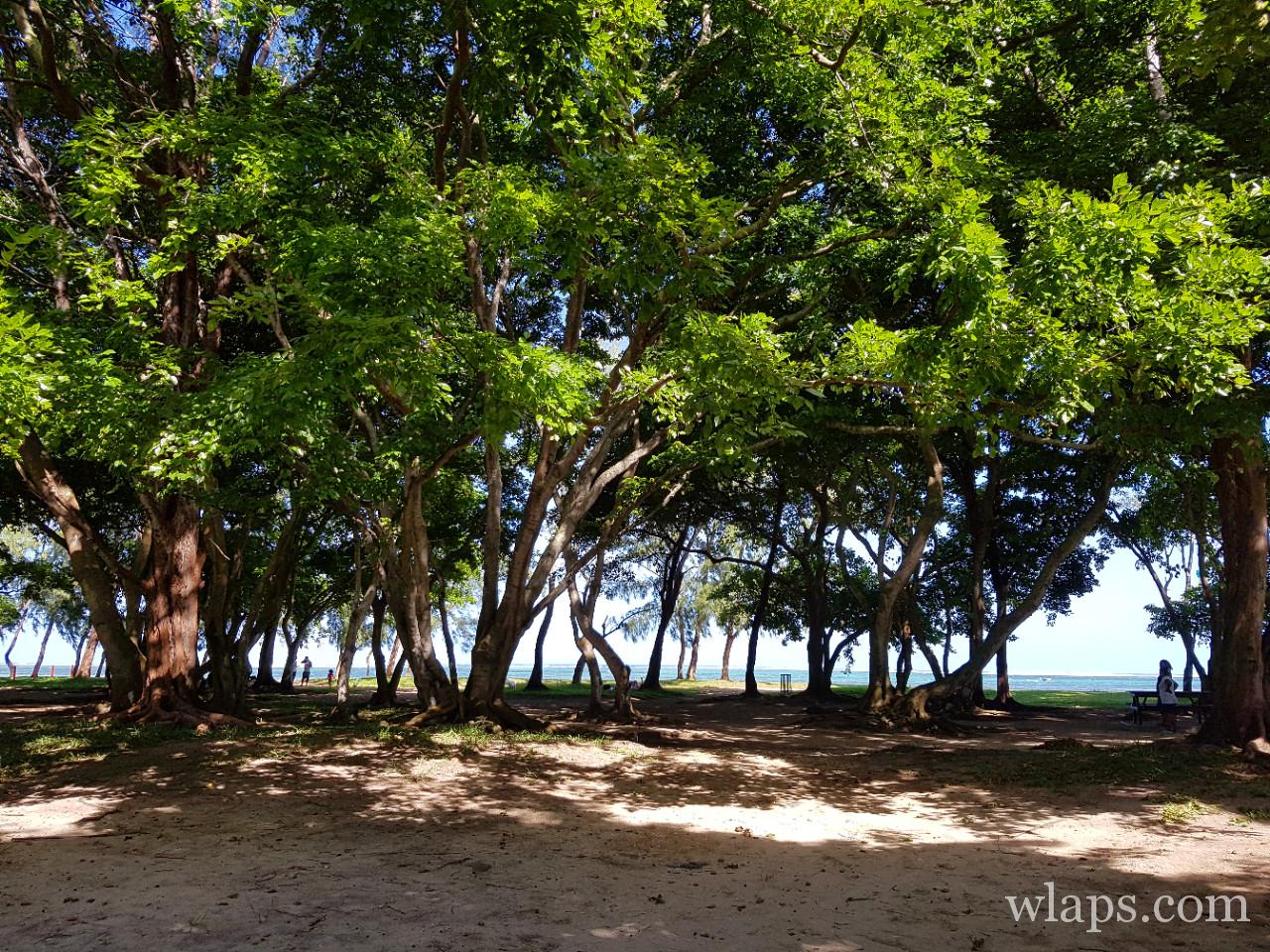 La plage de Bel Ombre à l'île Maurice