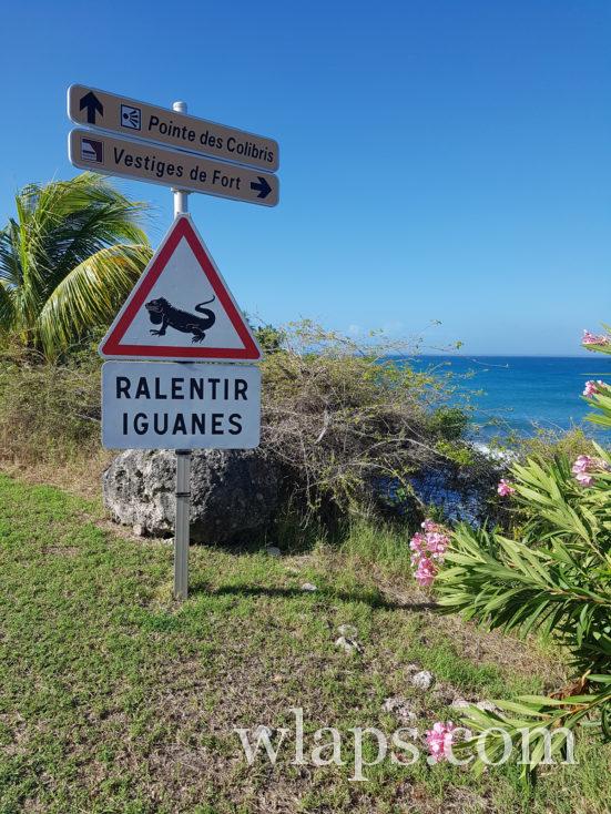 Un jeune iguane à la désirade