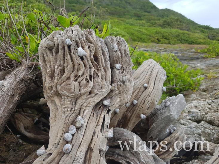 coquillages à L'Anse Sainte Marguerite