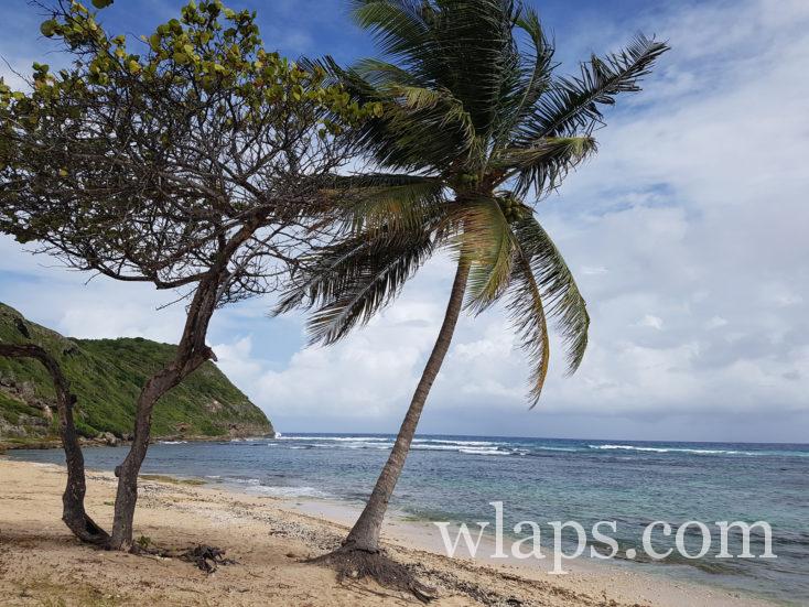 cocotier à La plage de Anse Maurice