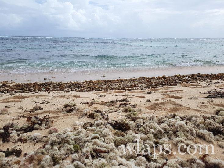 à la plage de Anse Maurice