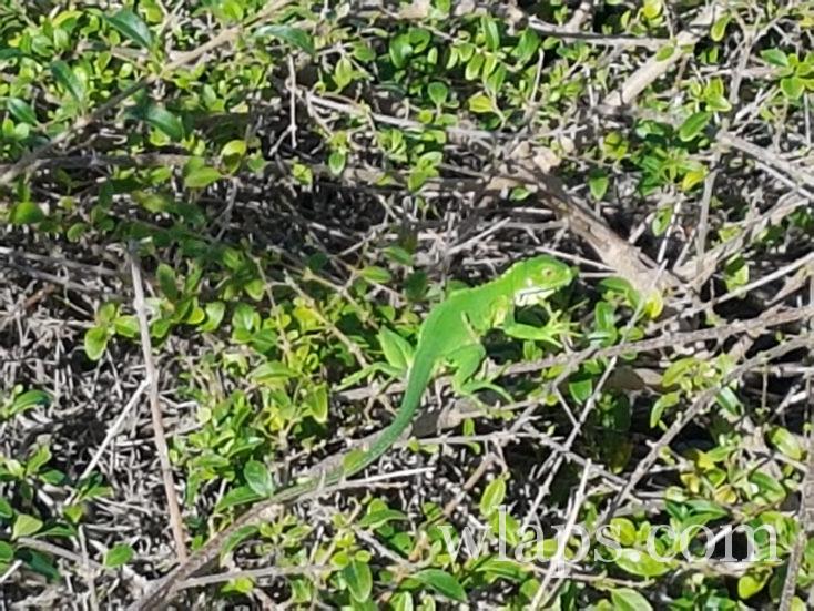 Un jeune iguane vert