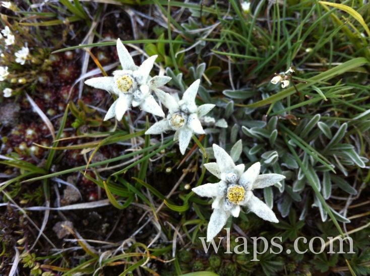 edelweiss durant notre randonnée avec un chien dans les Pyrénées
