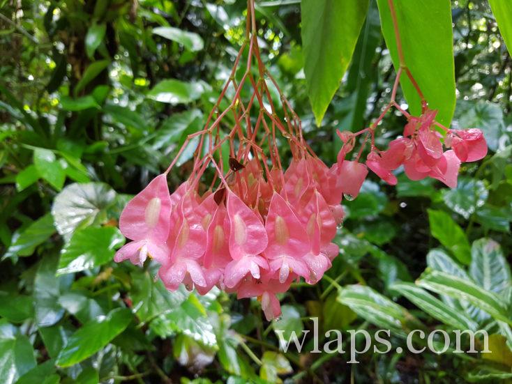 fleurs au zoo de Guadeloupe