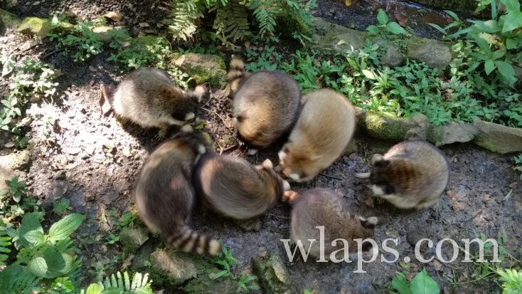 ti racoons au zoo de Guadeloupe