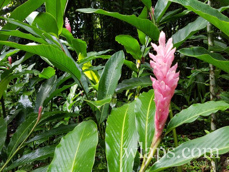 flore de Guadeloupe au Parc des Mamelles