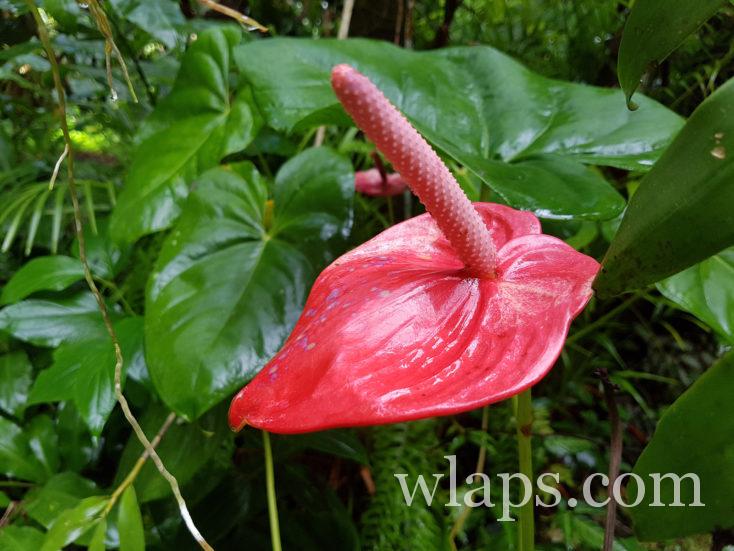 anthurium en Guadeloupe