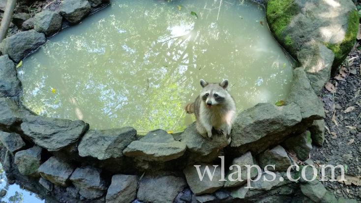 ti racoons au zoo de Guadeloupe