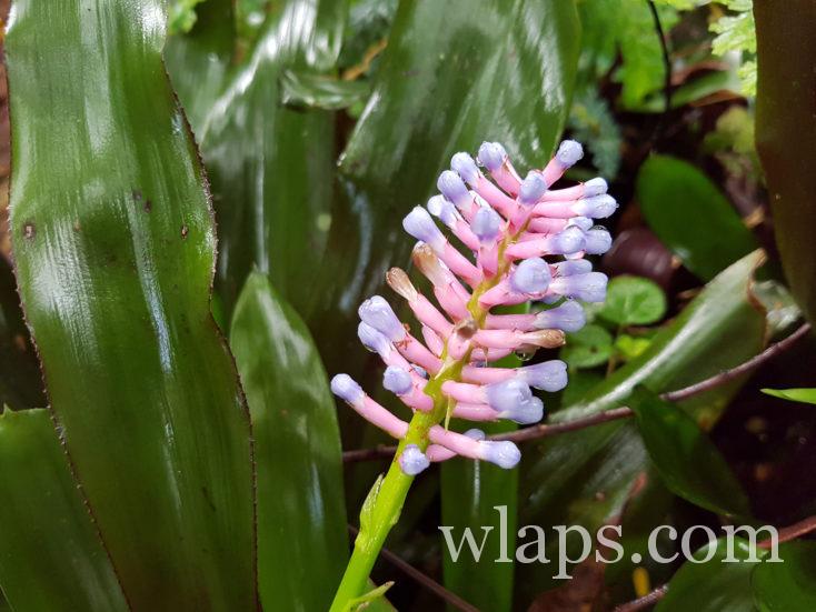fleur au Parc des Mamelles de Guadeloupe