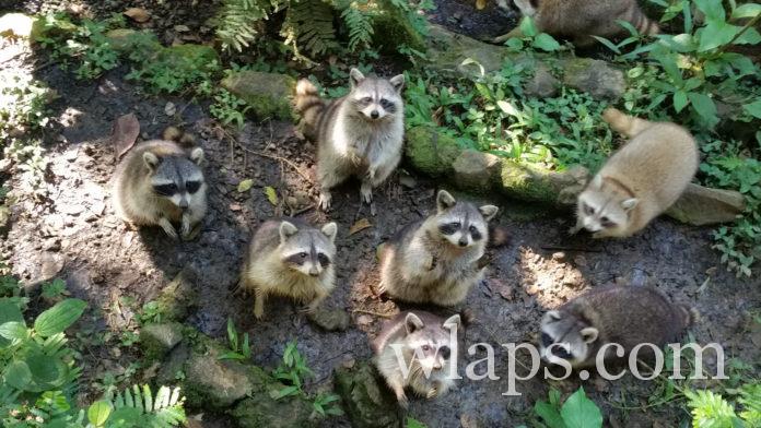 zoo-guadeloupe-parc-mamelles-7