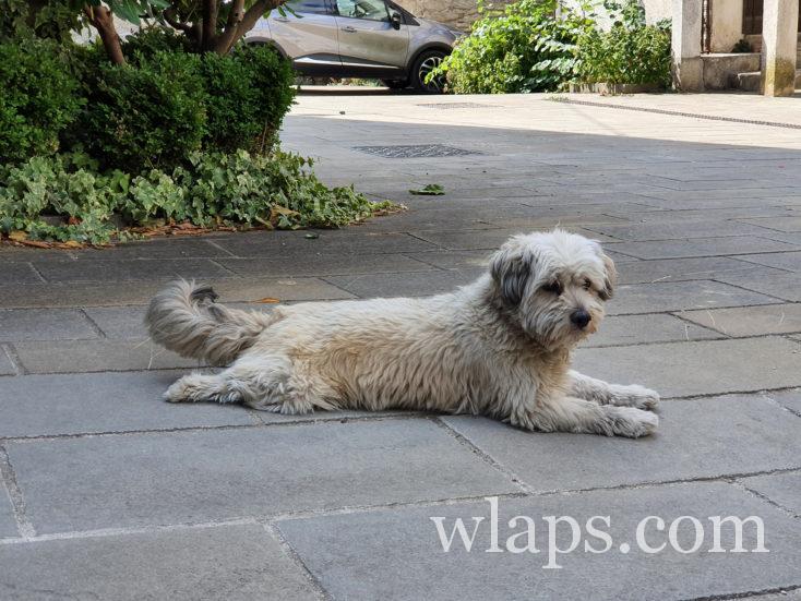 chien de Boljun