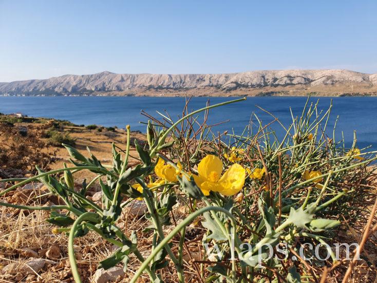 fleurs à l'île de Pag