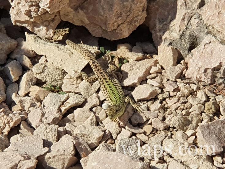 lézards verts curieux à Pag