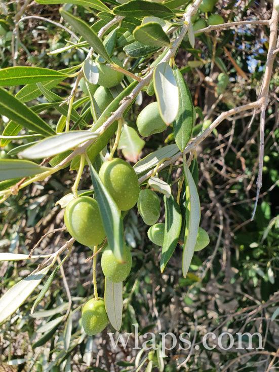 Olives vertes à Lun sur Pag