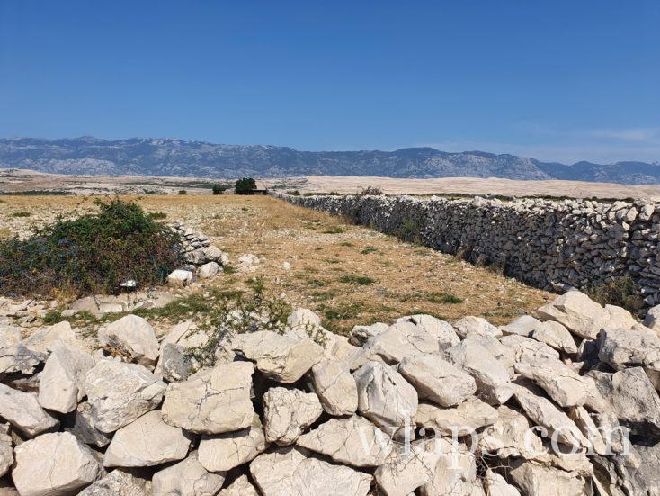 brebis à l'île de Pag