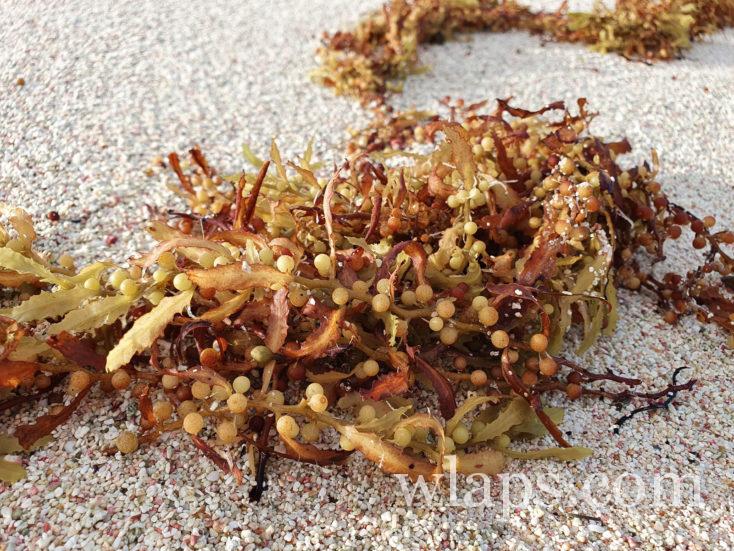 Sargasses sur une plage en Guadeloupe