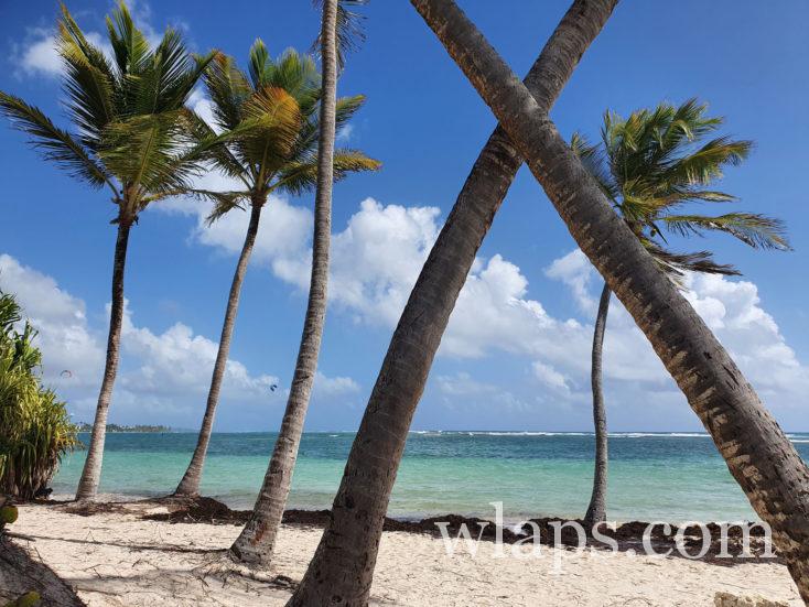 cocotiers à la plage du club med de guadeloupe