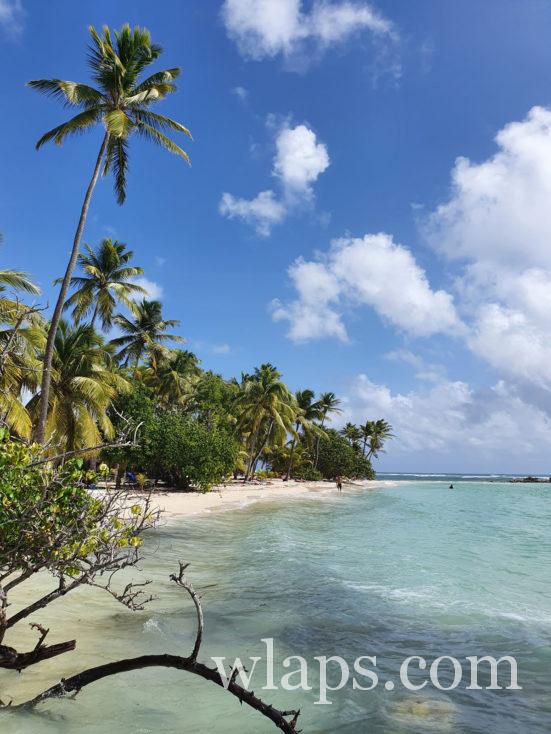 cocotier et plage des Caraibes