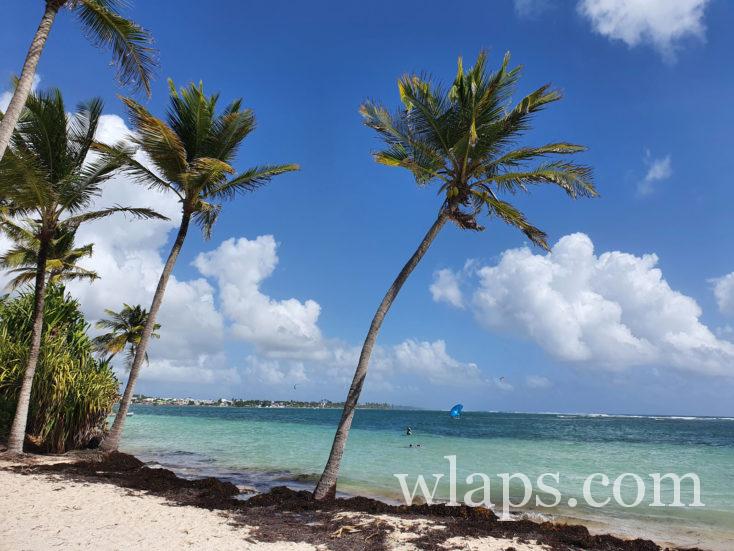 sargasses à Sainte Anne en Guadeloupe