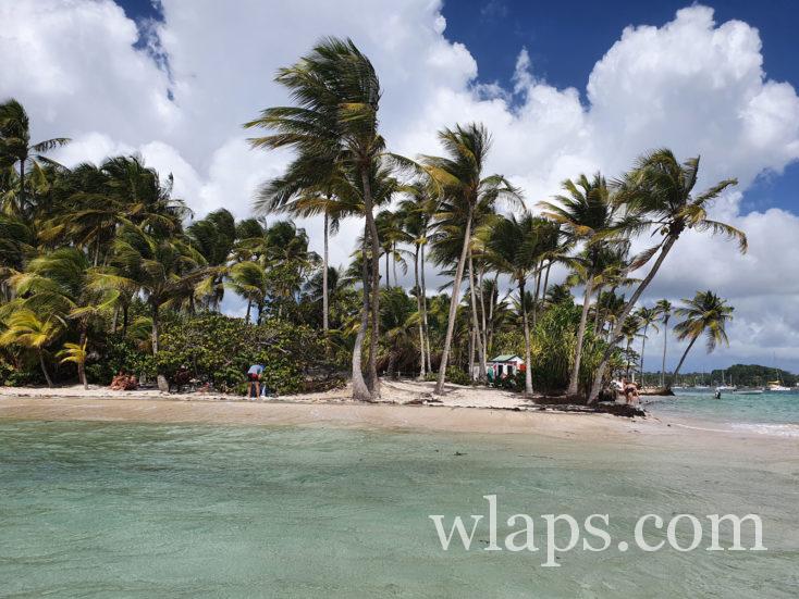 chutes de noix de coco sur la plage en Guadeloupe
