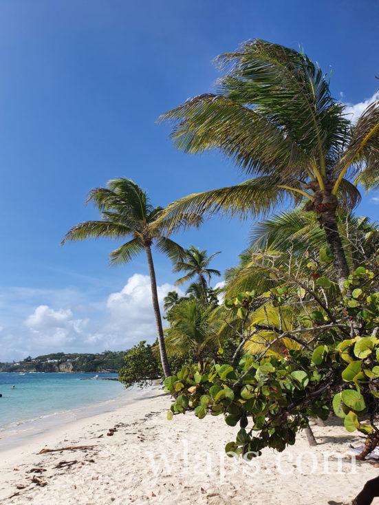 raisiniers bord de mer en Guadeloupe